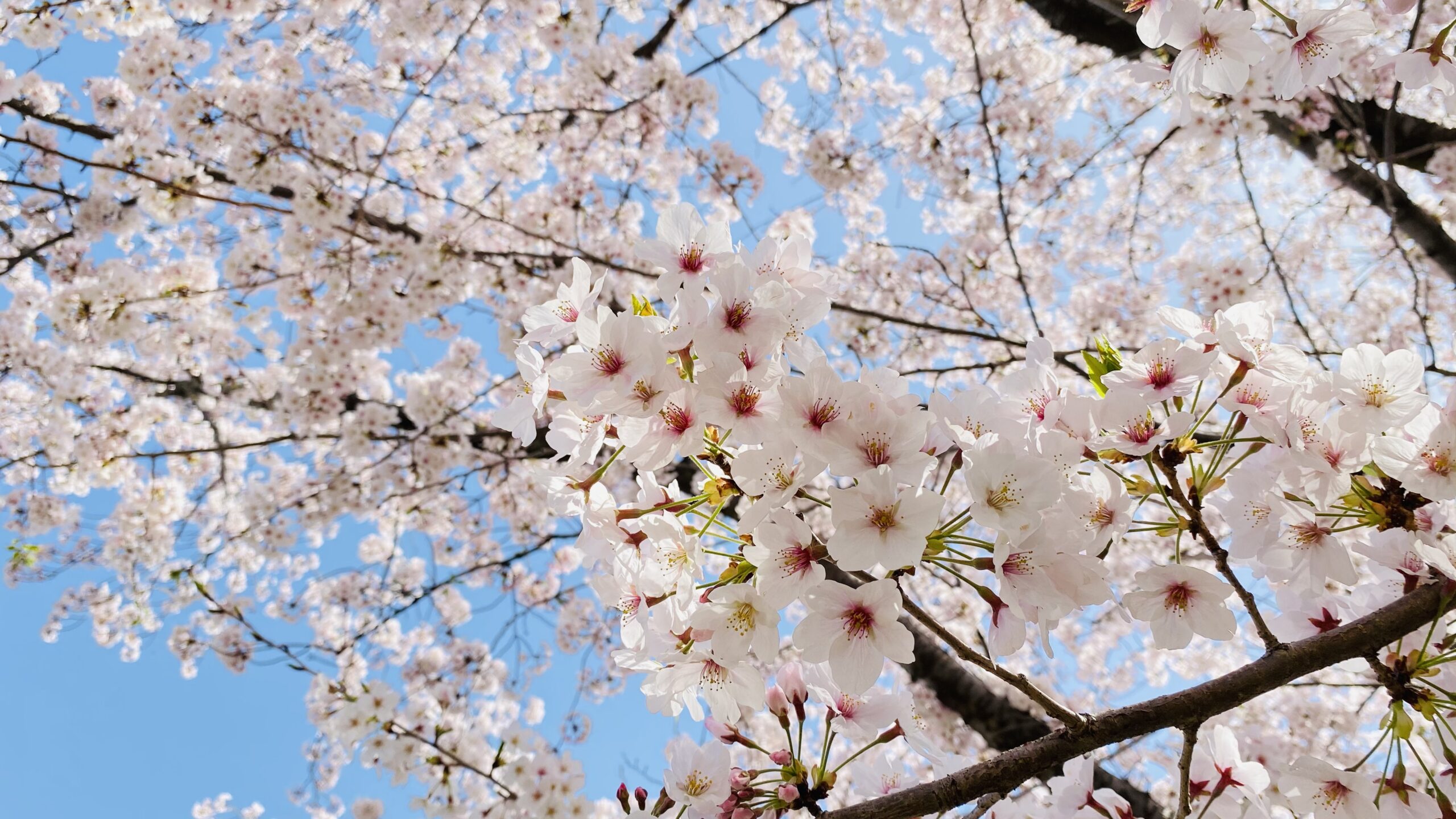 桜