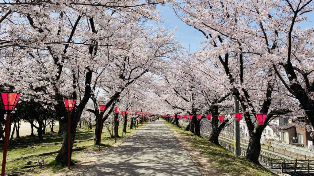 桜並木